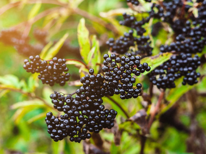 Elderberries Block Flu Virus From Attaching To and Entering Human Cells